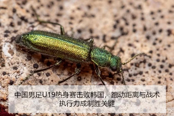 中国男足U19热身赛击败韩国，跑动距离与战术执行力成制胜关键