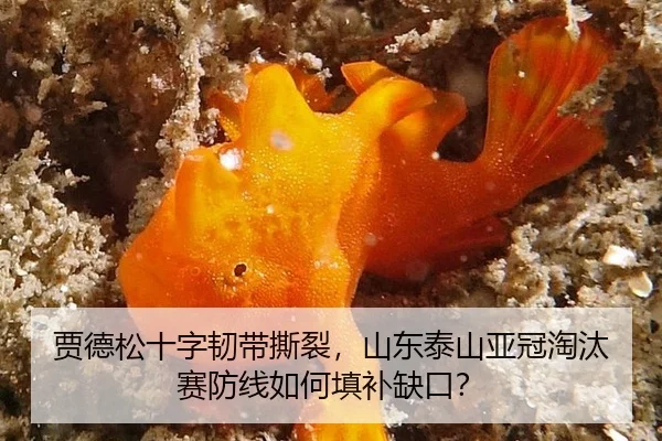 贾德松十字韧带撕裂，山东泰山亚冠淘汰赛防线如何填补缺口？